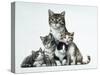 Cat Family-Harro Maass-Stretched Canvas