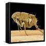 Cat Flea-null-Framed Stretched Canvas