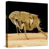 Cat Flea-null-Stretched Canvas