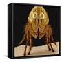 Cat Flea-null-Framed Stretched Canvas