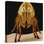 Cat Flea-null-Stretched Canvas