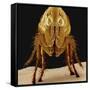 Cat Flea-null-Framed Stretched Canvas