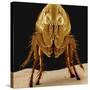 Cat Flea-null-Stretched Canvas