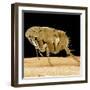 Cat Flea-null-Framed Photographic Print