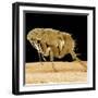 Cat Flea-null-Framed Photographic Print