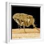 Cat Flea-null-Framed Photographic Print