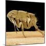 Cat Flea-null-Mounted Photographic Print