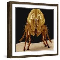 Cat Flea-null-Framed Photographic Print