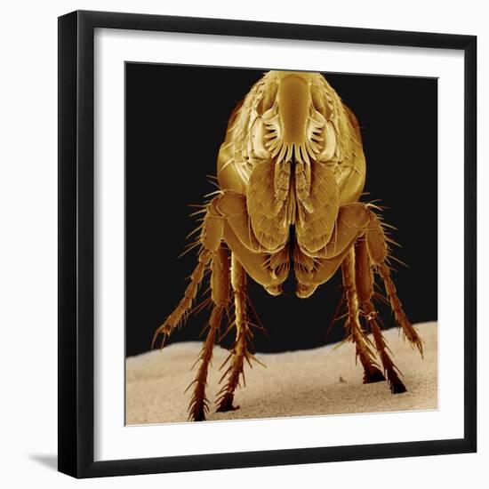 Cat Flea-null-Framed Photographic Print