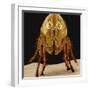 Cat Flea-null-Framed Photographic Print