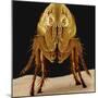 Cat Flea-null-Mounted Photographic Print