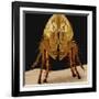 Cat Flea-null-Framed Photographic Print