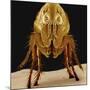 Cat Flea-null-Mounted Photographic Print