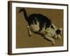 Cat from above-Adriaen van de Velde-Framed Giclee Print