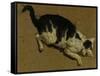 Cat from above-Adriaen van de Velde-Framed Stretched Canvas