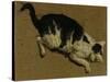 Cat from above-Adriaen van de Velde-Stretched Canvas