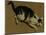 Cat from above-Adriaen van de Velde-Mounted Giclee Print