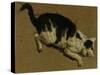 Cat from above-Adriaen van de Velde-Stretched Canvas