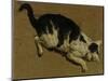 Cat from above-Adriaen van de Velde-Mounted Giclee Print