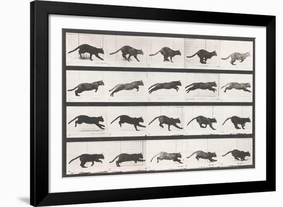 Cat Galloping-Eadweard Muybridge-Framed Giclee Print