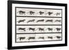 Cat Galloping-Eadweard Muybridge-Framed Giclee Print