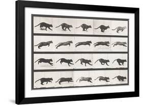 Cat Galloping-Eadweard Muybridge-Framed Giclee Print