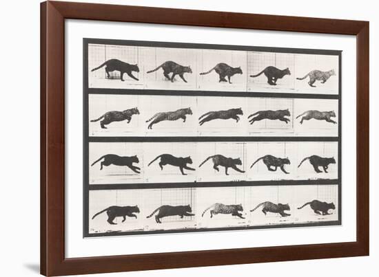 Cat Galloping-Eadweard Muybridge-Framed Giclee Print