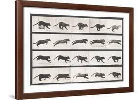 Cat Galloping-Eadweard Muybridge-Framed Giclee Print