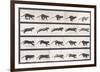 Cat Galloping-Eadweard Muybridge-Framed Giclee Print