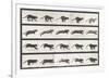 Cat Galloping-Eadweard Muybridge-Framed Giclee Print