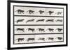 Cat Galloping-Eadweard Muybridge-Framed Giclee Print