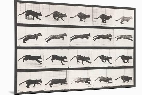 Cat Galloping-Eadweard Muybridge-Mounted Giclee Print