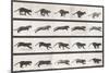 Cat Galloping-Eadweard Muybridge-Mounted Giclee Print