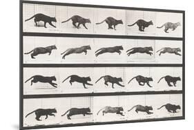 Cat Galloping-Eadweard Muybridge-Mounted Giclee Print