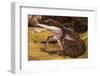 Cat gecko (Aeluroscalabotes felinus) with coiled tail, Sarawak, Malaysian Borneo.-Emanuele Biggi-Framed Photographic Print