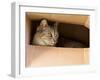 Cat Hiding in Paper Box, Curious Kitten in the Box. A Cat Plays Hide and Seek in a Cardboard Box. A-Renata Apanaviciene-Framed Photographic Print