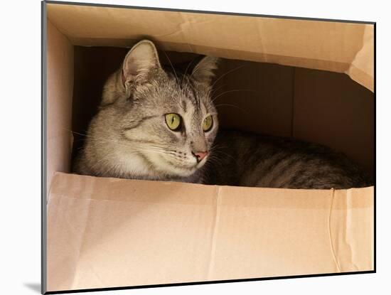 Cat Hiding in Paper Box, Curious Kitten in the Box. A Cat Plays Hide and Seek in a Cardboard Box. A-Renata Apanaviciene-Mounted Photographic Print