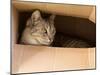 Cat Hiding in Paper Box, Curious Kitten in the Box. A Cat Plays Hide and Seek in a Cardboard Box. A-Renata Apanaviciene-Mounted Photographic Print