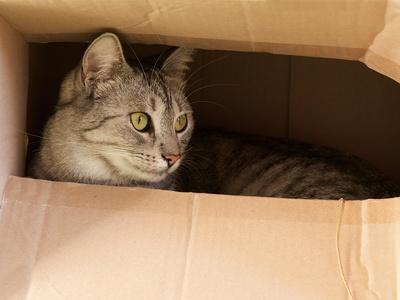 Cat hiding clearance box