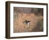 Cat Hunting, 1883-Bruno Liljefors-Framed Art Print