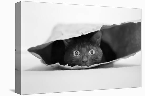 Cat in a Bag-Jeremy Holthuysen-Stretched Canvas