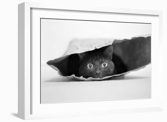 Cat in a Bag-Jeremy Holthuysen-Framed Photographic Print