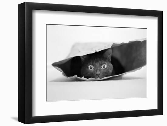 Cat in a Bag-Jeremy Holthuysen-Framed Photographic Print