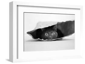 Cat in a Bag-Jeremy Holthuysen-Framed Photographic Print