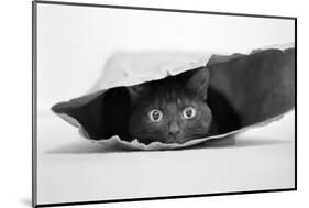 Cat in a Bag-Jeremy Holthuysen-Mounted Photographic Print