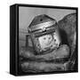 Cat in a Carrier During an Air Raid-John Phillips-Framed Stretched Canvas