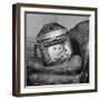 Cat in a Carrier During an Air Raid-John Phillips-Framed Photographic Print