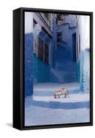 Cat in Alleyway in Morocco-Steven Boone-Framed Stretched Canvas