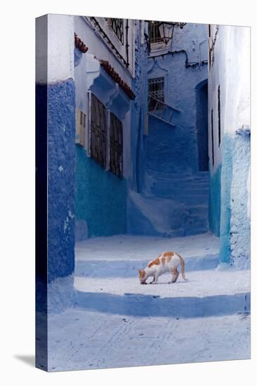 Cat in Alleyway in Morocco-Steven Boone-Stretched Canvas