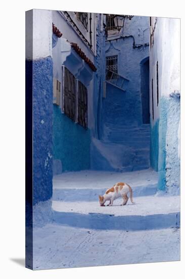 Cat in Alleyway in Morocco-Steven Boone-Stretched Canvas